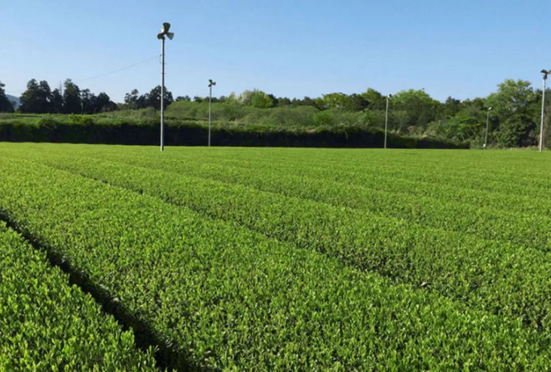 緑茶産地の写真