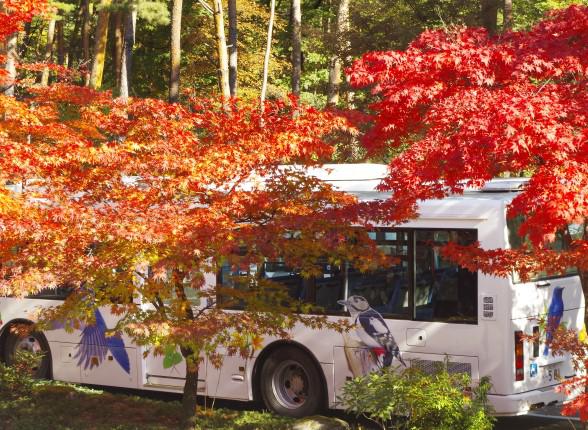 紅葉越しに見える蒸溜所見学バス