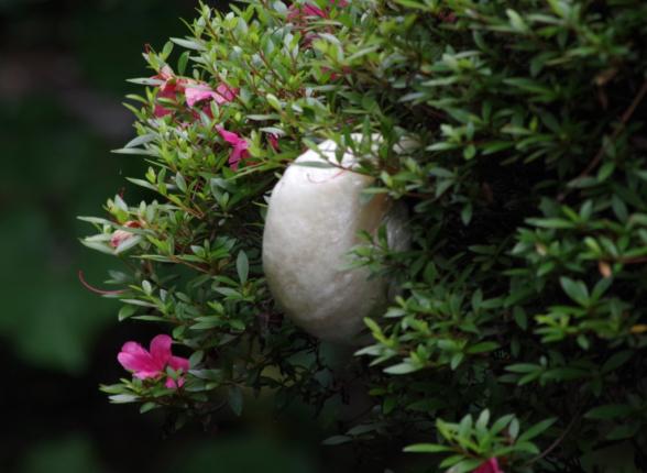 枝先の白い泡状の物体のモリアオガエルの卵（2019年6月中旬撮影）