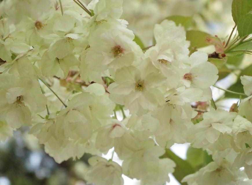 珍しい色合いのウコンザクラ