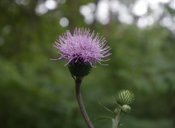 森の中に咲くアザミの花