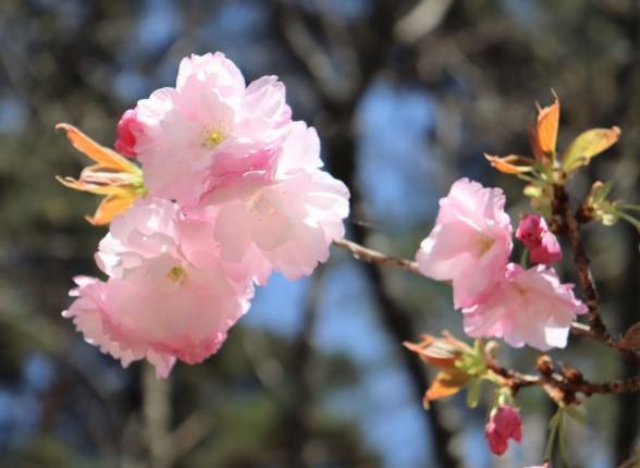 八重咲の桜「フクロクジュ」