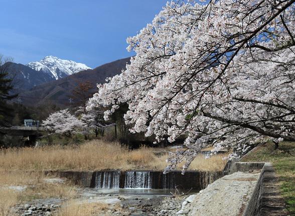 近隣の神宮川は桜の名所