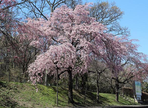 白州蒸溜所の入場受付前にある桜も満開です
