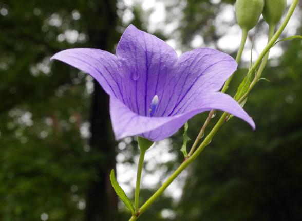 鮮やかな花を咲かせるキキョウ