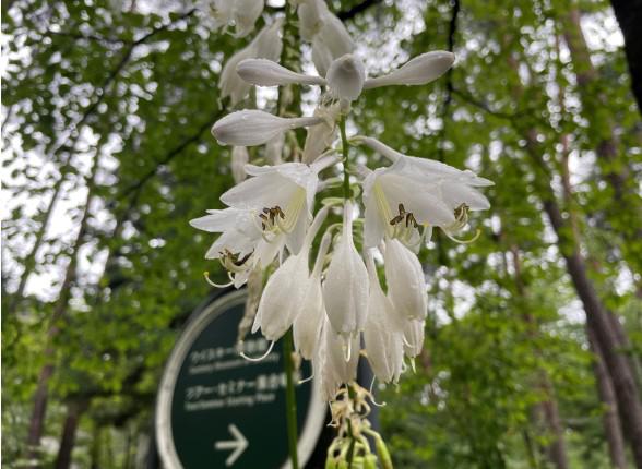 雨上がりの遊歩道に咲くオオバギボウシ
