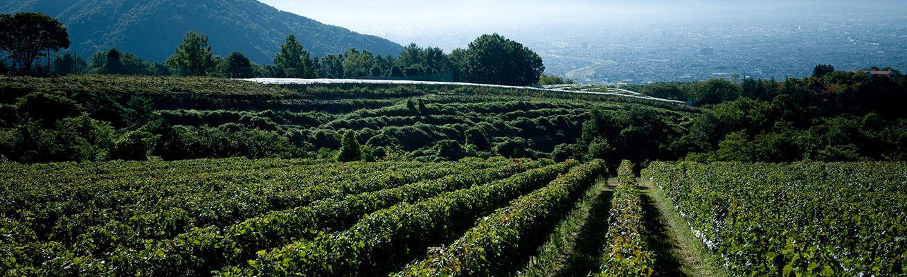 絶景とワインのマリアージュ！「美しい丘」の名をもつワイナリーへ。