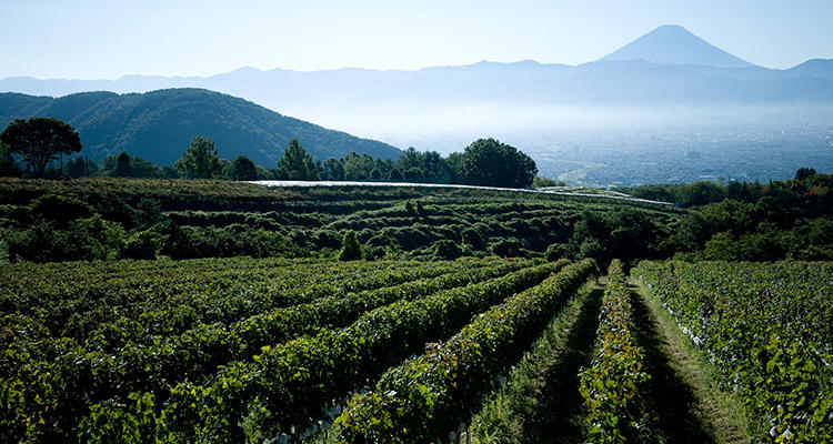 絶景とワインのマリアージュ！「美しい丘」の名をもつワイナリーへ。