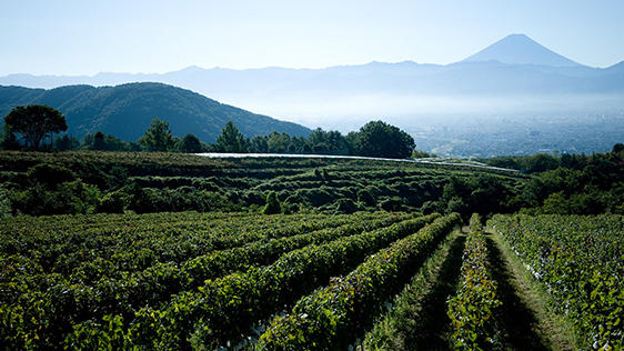 絶景とワインのマリアージュ！「美しい丘」の名をもつワイナリーへ。