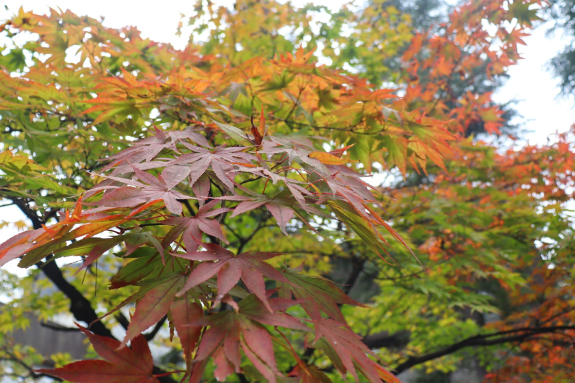 20251017Hakushu_line_002_Momiji