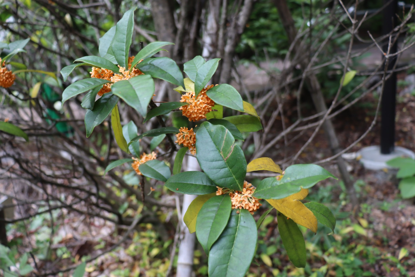 20251017Hakushu_line_004_kinmokusei