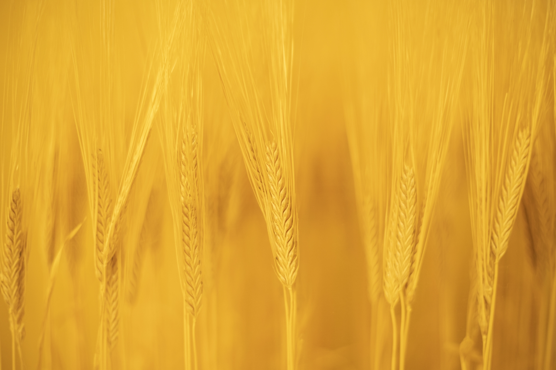 材料はいたってシンプル。だからこそ、厳選します。