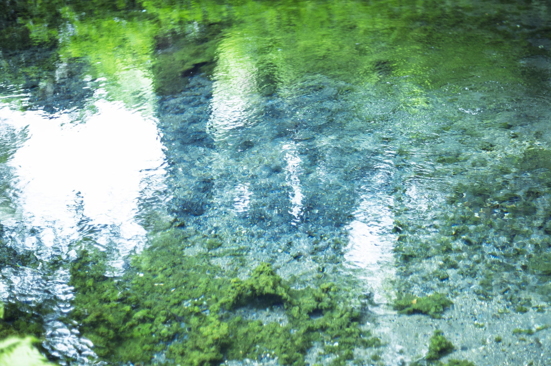 こちら、阿蘇のふもと。こんこんと水の湧く町。