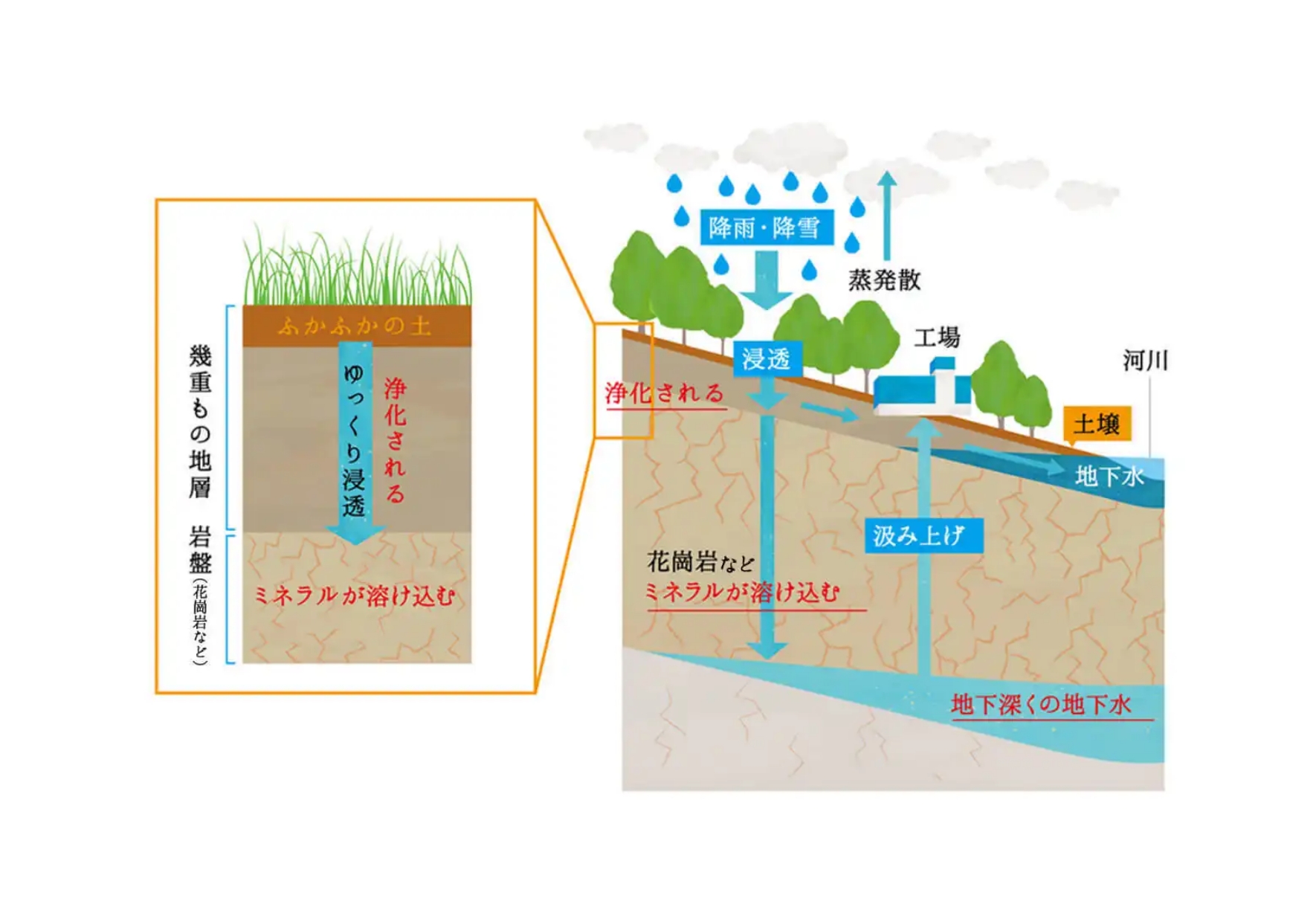 とっても天然なろ過装置が、水をじっくり磨いています。