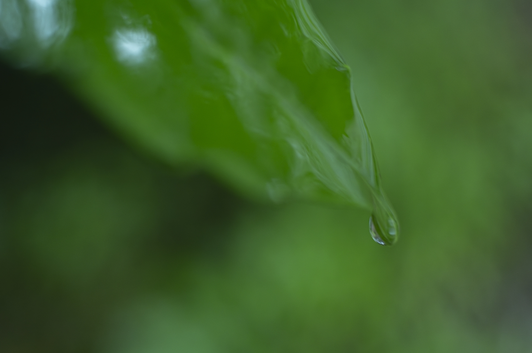 森の健康管理も、私たちのだいじな仕事。