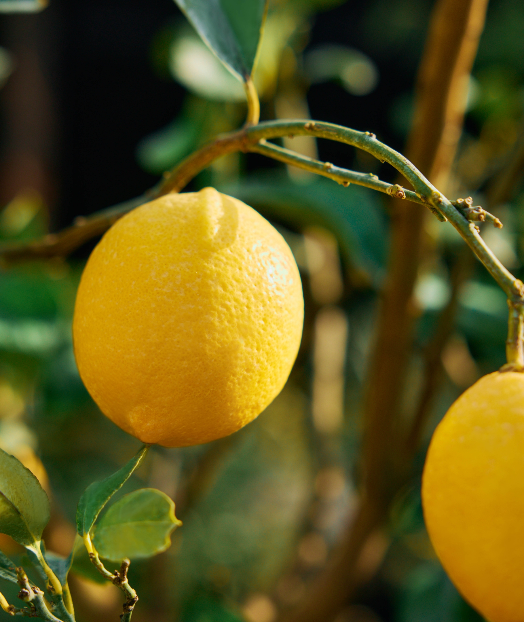 ボタニカルロード