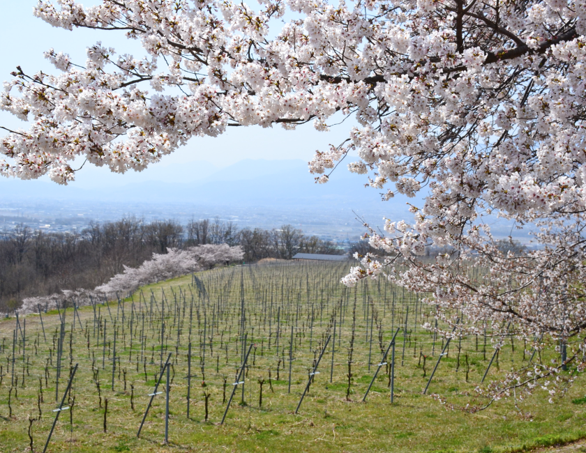 2026_tominooka_rose_fes_cherry_blossom