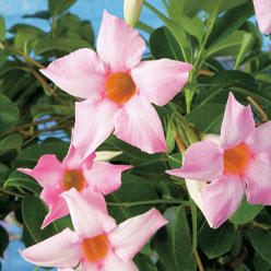 花・植物の水のあげ方