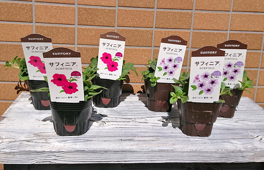 サフィニアをたくさん咲かせる育て方 あしたの花にできること サントリーフラワーズ