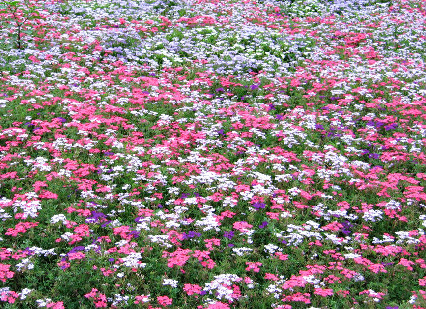 花咲くグランドカバーにおすすめ タピアンで花の絨毯 カーペット のある庭に あしたの花にできること サントリーフラワーズ