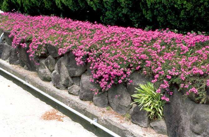 花咲くグランドカバーにおすすめ タピアンで花の絨毯 カーペット のある庭に あしたの花にできること サントリーフラワーズ