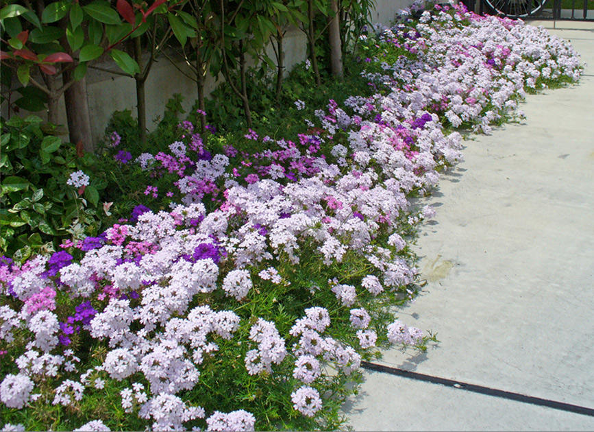 花咲くグランドカバーにおすすめ タピアンで花の絨毯 カーペット のある庭に あしたの花にできること サントリーフラワーズ