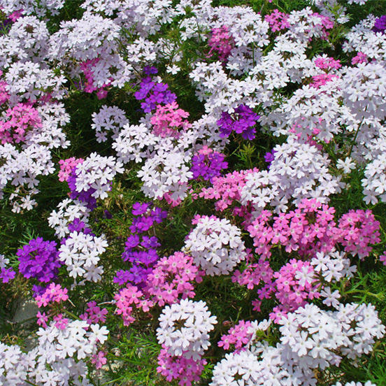 グランドカバーにおすすめ！タピアンで花の絨毯のある庭に。