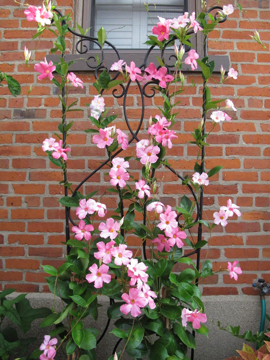 夏空に映える 暑さに強い花サンパラソルシリーズ あしたの花にできること サントリーフラワーズ