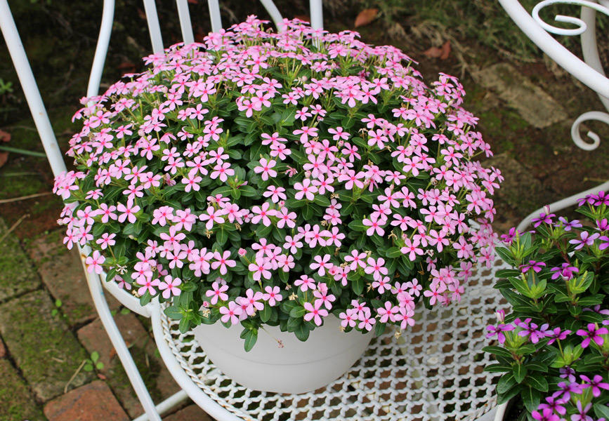 暑さに強い 夏に咲く初心者にも育てやすいおすすめの花5選 あしたの花にできること サントリーフラワーズ