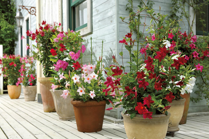 暑さに強い 夏に咲く初心者にも育てやすいおすすめの花5選 あしたの花にできること サントリーフラワーズ