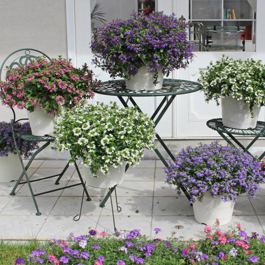 花・植物の水のあげ方
