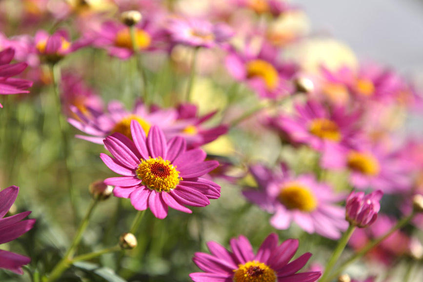 マーガレットの花