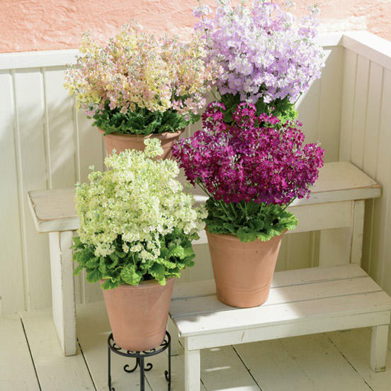 ベランダガーデニングにおすすめの冬の花！寒さに強い花5選と寒さ対策法