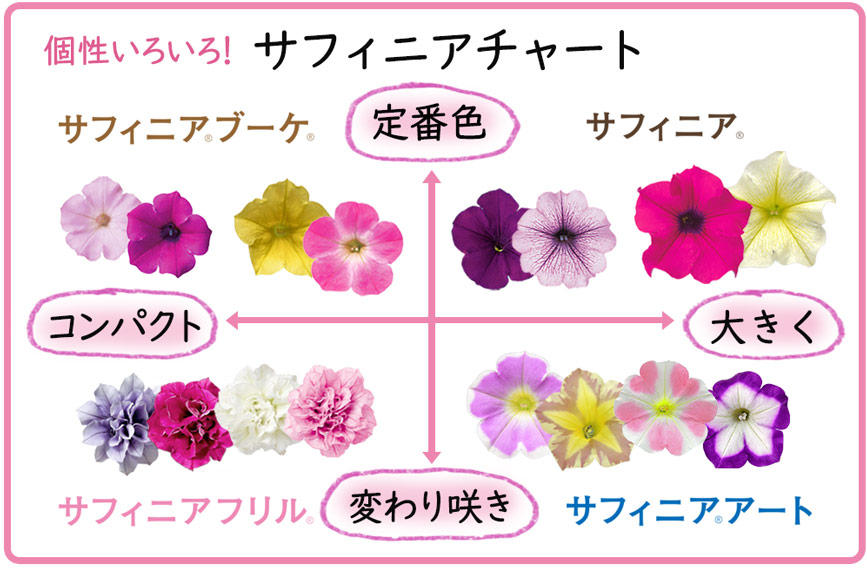 ペチュニアの育て方 植え込みから切り戻しまで栽培ポイント あしたの花にできること サントリーフラワーズ