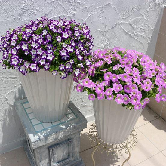 ベランダガーデニングにぴったりなプランターの花