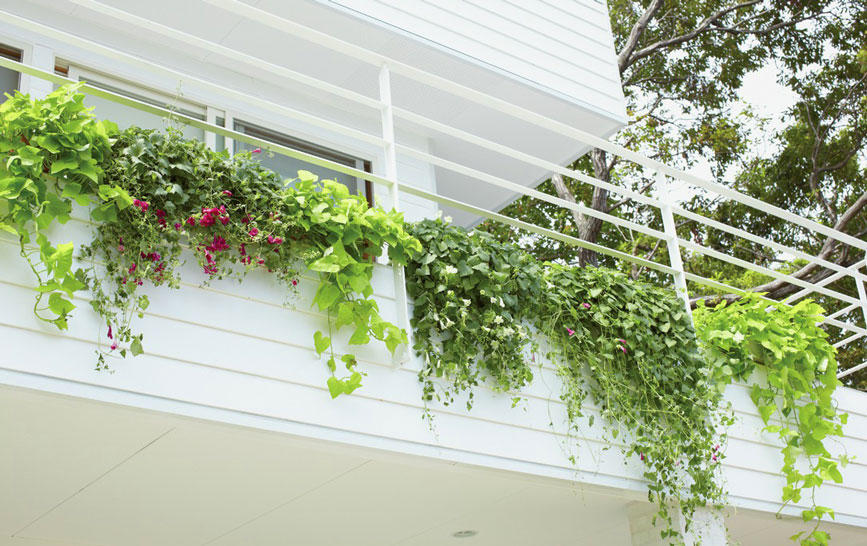 初心者の方にも育てやすいグリーンカーテン作りにおすすめの植物は？？