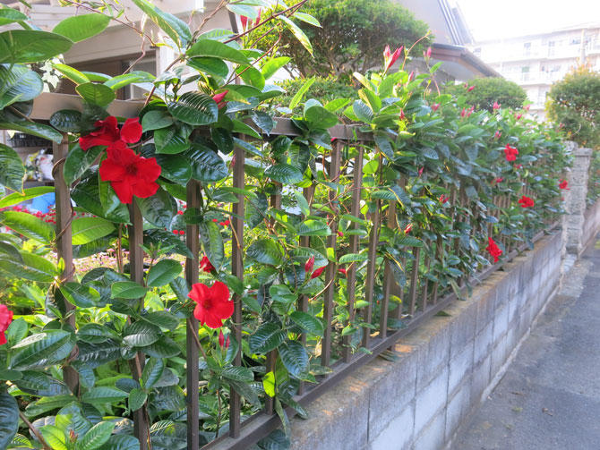 綺麗な花咲くフラワーレースフェンスの作り