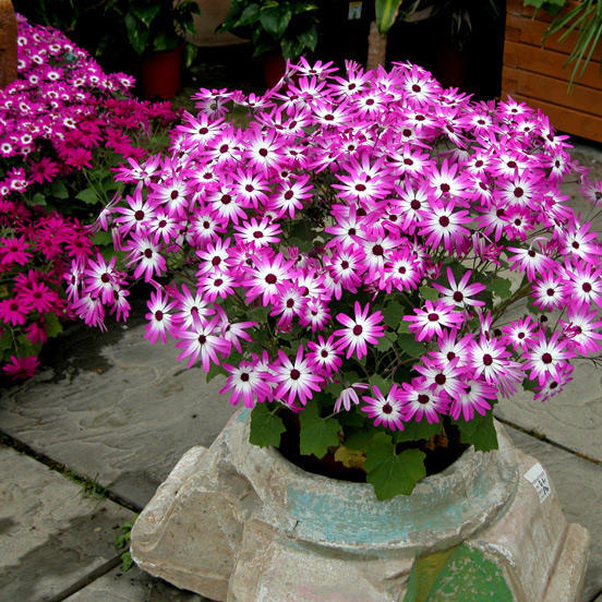 花・植物の水のあげ方