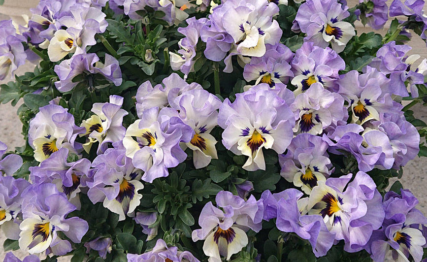 ビオラ パンジーの花言葉・名前の由来