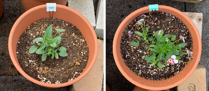 フィオリーナ　花色：オーロラ