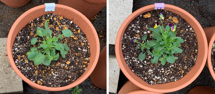 フィオリーナ　花色：ブルーイエロー