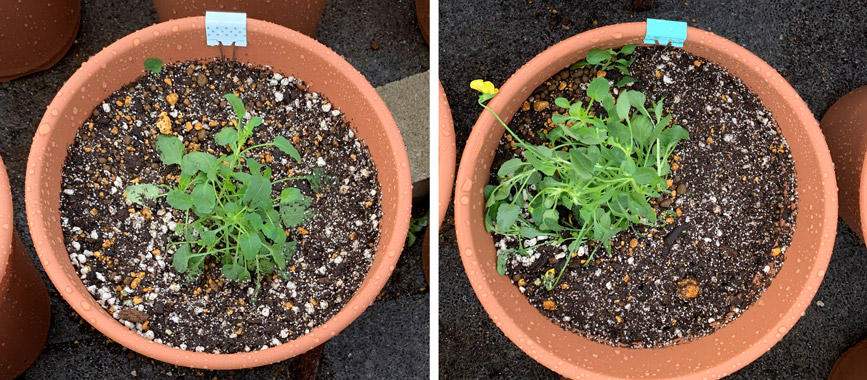 フィオリーナ　花色：ゴールド