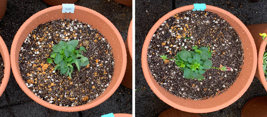 フィオリーナ　花色：レッドフレア