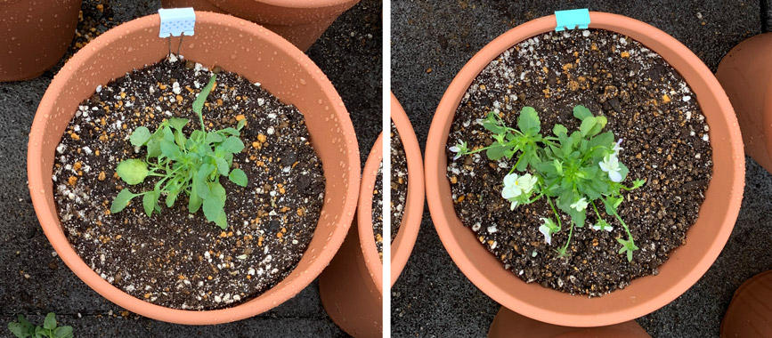 フィオリーナ　花色：スカイブルー