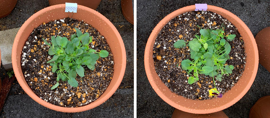 フィオリーナ　花色：ベルベットゴールド