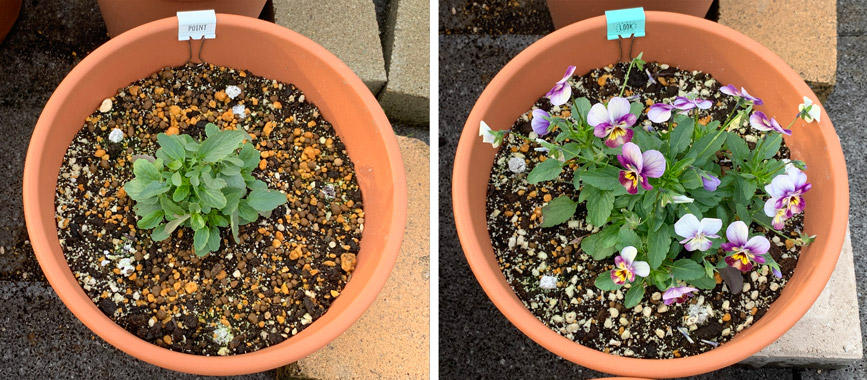 フィオリーナ　花色：オーロラ