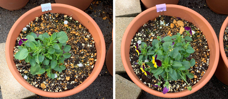 フィオリーナ　花色：ブルーイエロー