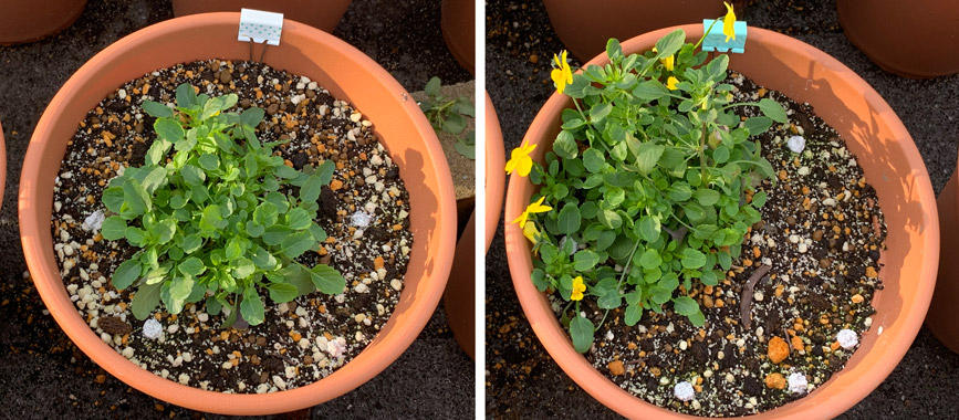 フィオリーナ　花色：ゴールド