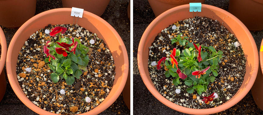 フィオリーナ　花色：レッドフレア