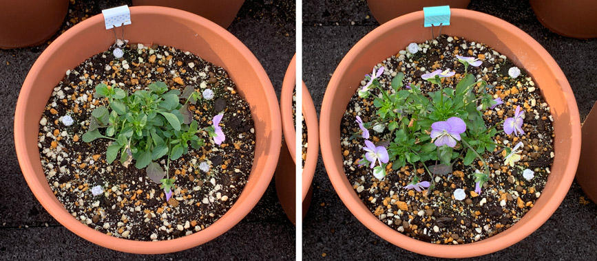 フィオリーナ　花色：スカイブルー